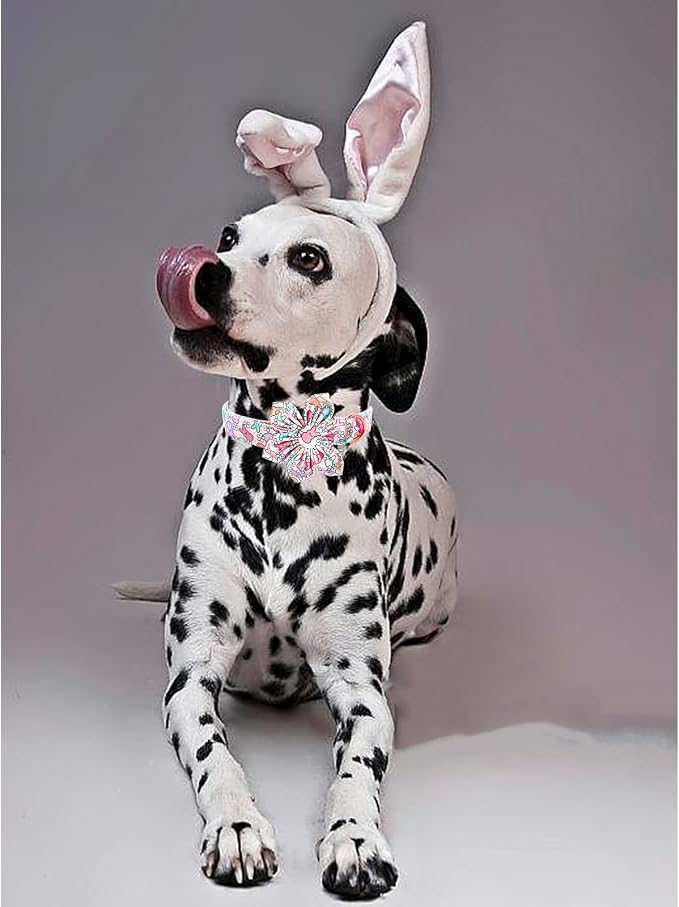 Lionheart glory Easter Day Dog Collar - Image 5