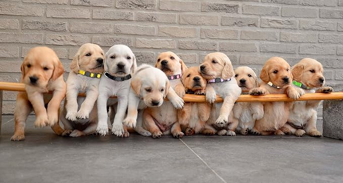 16 PCS Puppy Collars for Small Puppies, Safety Buckle Puppy Collars for Litter - Image 7
