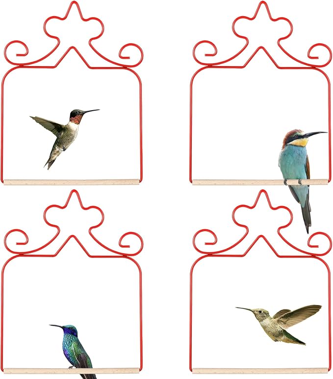 Backyard Birding & Wildlife