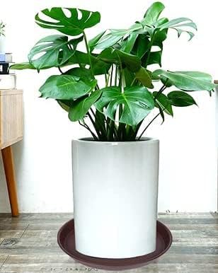 2 Pack of 8 inch Plant Saucer Clear, Heavy Duty Plastic Plant Water Tray 8 inch - Image 4