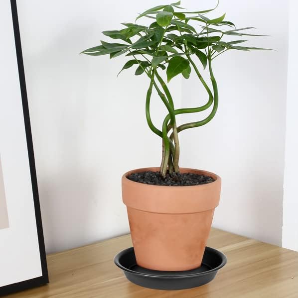 6 Pack 6 inch Plant Saucer Tray, 4 6 8 10 12 15 17 19 inch Plant Saucers - Image 7