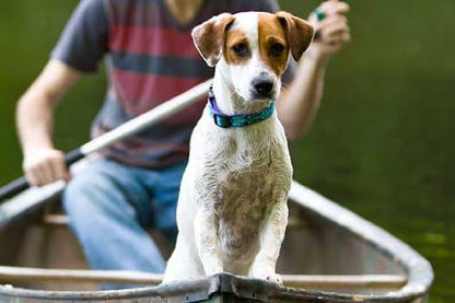 Lupine Small Dog Collar 3/4" Wide Rain Song Adjusts from 9" to 14" - Image 2