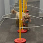 Dog Agility Weave Pole Guides – Training Aids by Unknown
