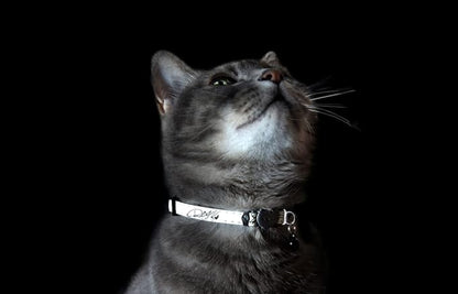Rogz Glowcat Cat Collar with Safety Buckle Kitten/x-Small - Image 2