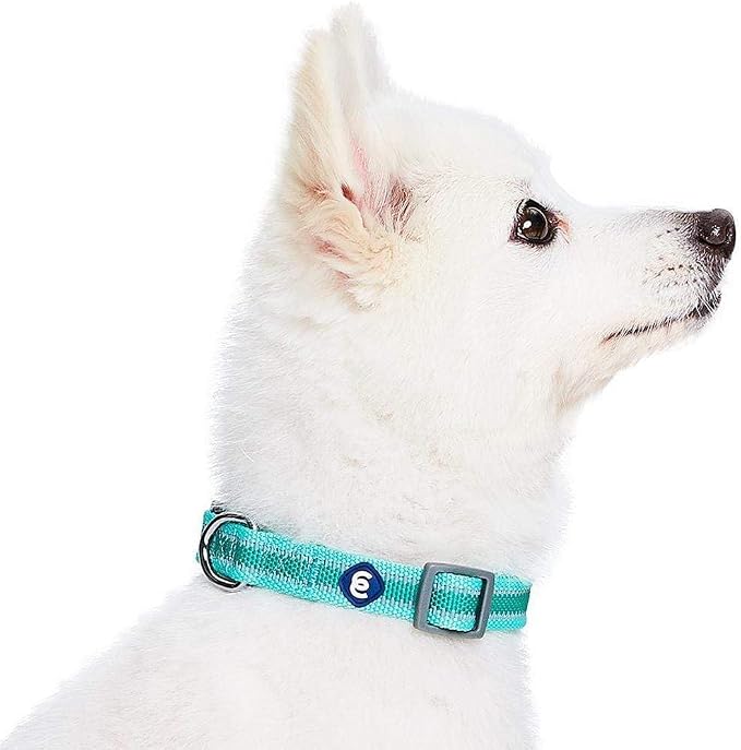 Blueberry Pet Essentials Matching Small Dog Collar | Adjustable Classic Solid - Image 4