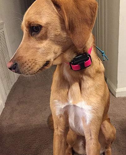 Sparky Pet Co - ECollar Replacement Strap - Bungee Dog Collar - Waterproof - - Image 6
