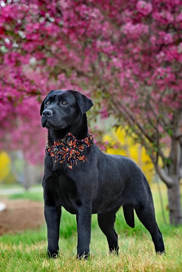 Lionheart Glory Dog Collar - Image 5