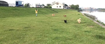 AMAGOOD Long Dog Leash for Training 15FT 20FT 30FT 50FT 100FT Long Dog Lead for - Image 8