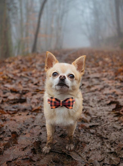 Elegant little tail Dog Collar - Image 3