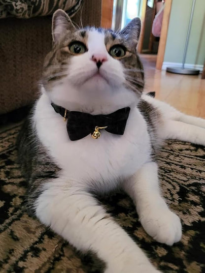Cotton Breakaway Cat Collar - Image 6