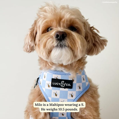 Lucy & Co. Bumbling Around Reversible Dog Harness, Adjustable Comfort Fit - Image 4