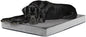 Barkbox Orthopedic Dog Bed by BARK