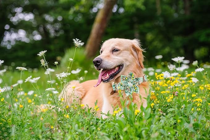 Lionheart Glory Cute Lemon Floral Pattern Adjustable Dog Collar - Image 5