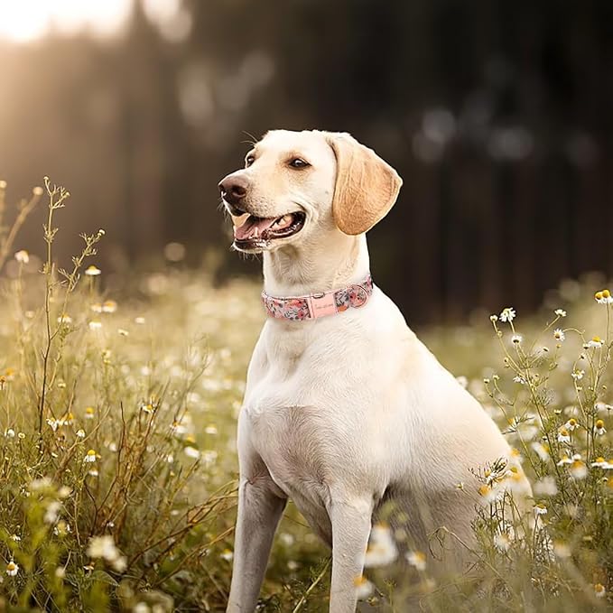 Unique Style Paws Pink Rose Collar Metal Buckle Dog Collar Flower Gift Durable - Image 3