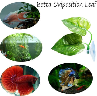 CousDUoBe 4 Pack Betta Fish Leaf Pad Improves Betta's Health by Simulating The - Image 4