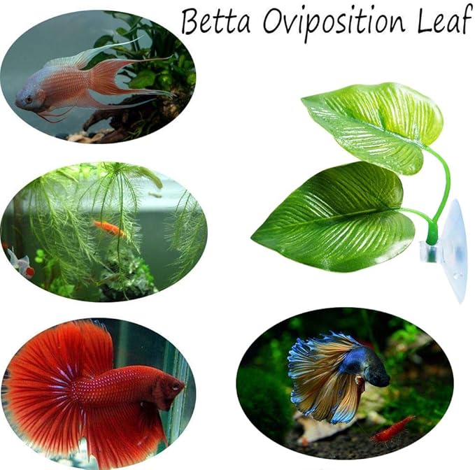 CousDUoBe 3 Pack Betta Fish Leaf Pad Improves Betta's Health by Simulating The - Image 4