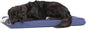 Barkbox Orthopedic Dog Bed by BARK