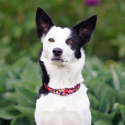 QQPETS Adjustable Soft Dog Collar: Print Flower Pink Multicolor Cute Patterns - Image 2