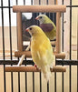 Birds Mirror for Cage, Parrot Hanging Swing by zmgmsmhendlessefforts
