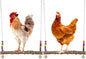 2PCS Chicken Bird Swings by BATTIPAW