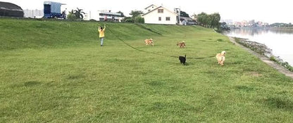 AMAGOOD Dog/Puppy Obedience Recall Training Agility Lead-15 ft 20 ft 30 ft 50 - Image 5
