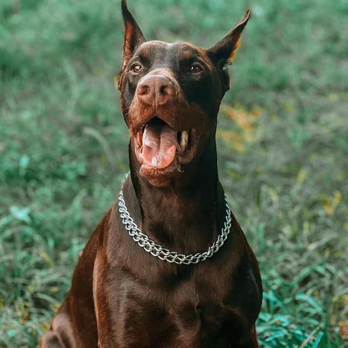 Silver Dog Chain Collar - Image 4