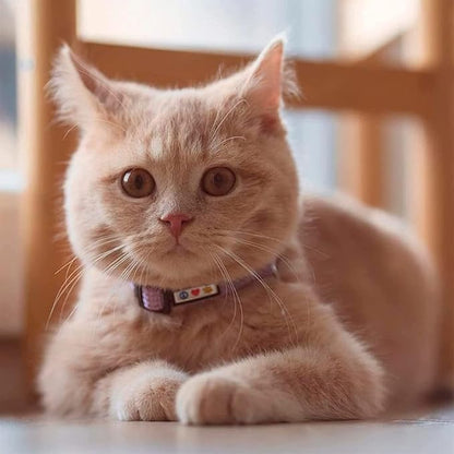 Pawtitas Reflective Purple Cat Collar - Image 2