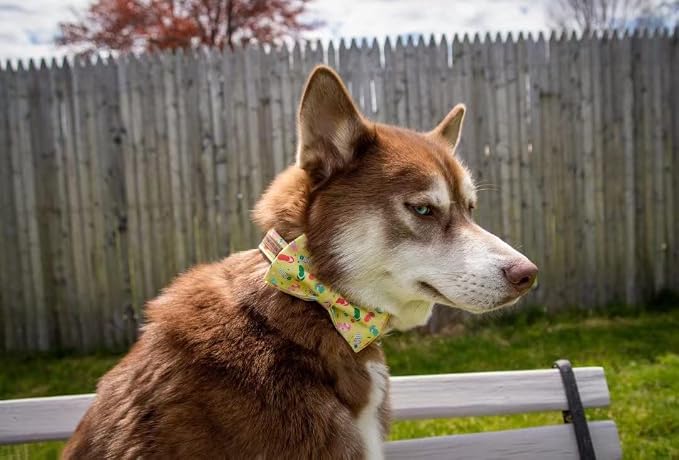 Elegant Little Tail's Cute Bowtie Dog Collar - Image 4