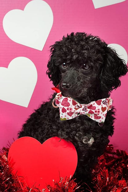 Lionheart Glory Heart Dog Collar, Valentine's Day Dog Collars - Image 6
