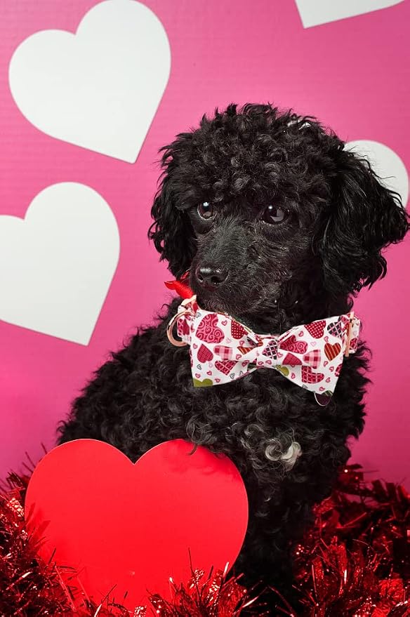 Lionheart Glory Heart Dog Collar, Valentine's Day Dogs Collar - Image 6