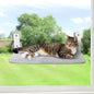 Sunhoo Cat Window Hammock Perch Cordless Perches Window Sill Seat Bed Foldable by Sunhoo