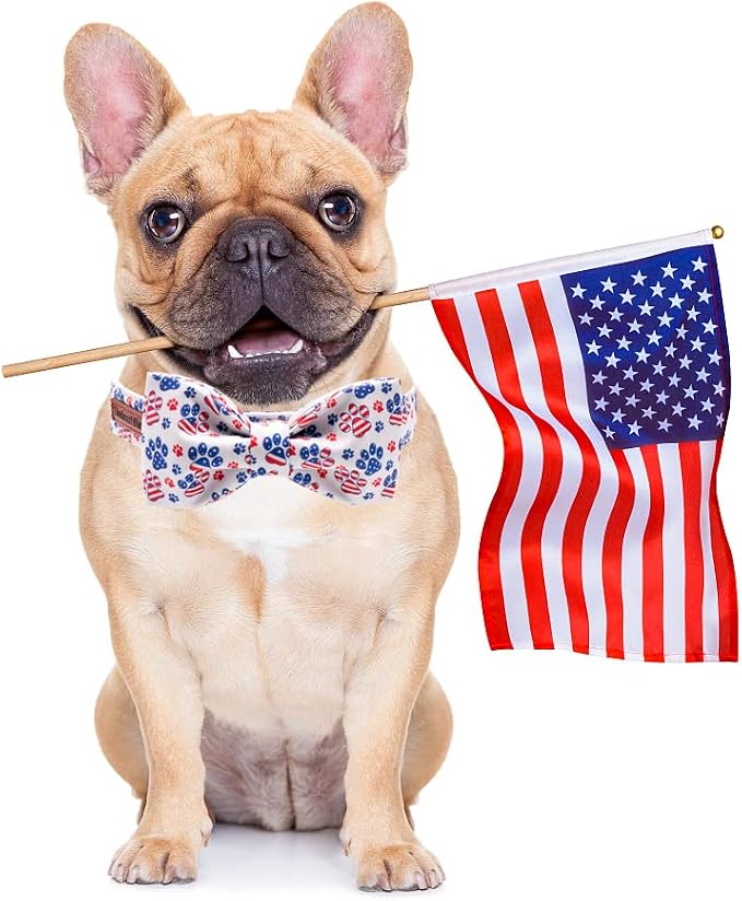 Lionheart American Flag Dog Collar - Image 5