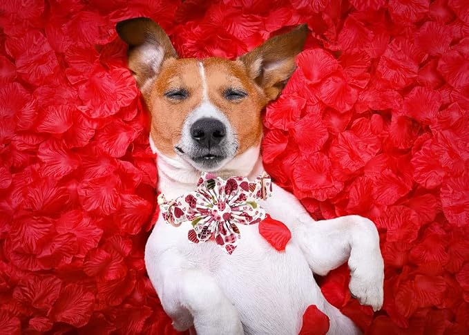 Lionheart Glory Heart Dog Collar, Valentine's Day Dog Collars - Image 5