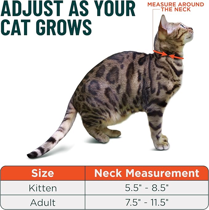 OutdoorBengal Orange Breakaway Kitten Collar - Image 5