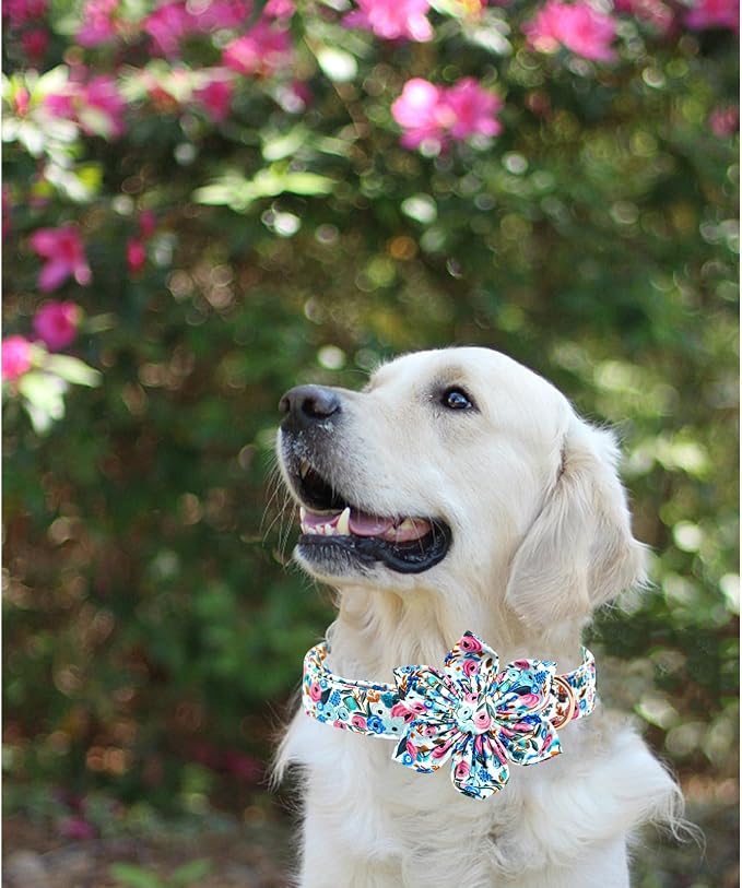 Lionheart Glory Floral Dog Collar - Image 5