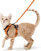 rabbitgoo Cat Harness and Leash by rabbitgoo