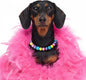 Beaded Dog Necklace Collar, Adjustable Jewelry-Inspired Design by JOGIA