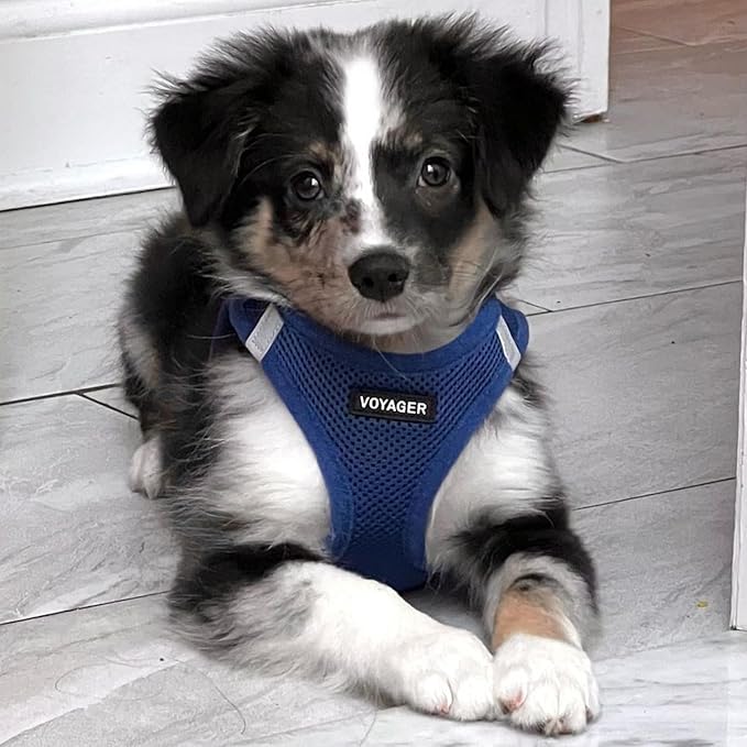 Best Pet Supplies Voyager Step-in Air Harness - Image 7