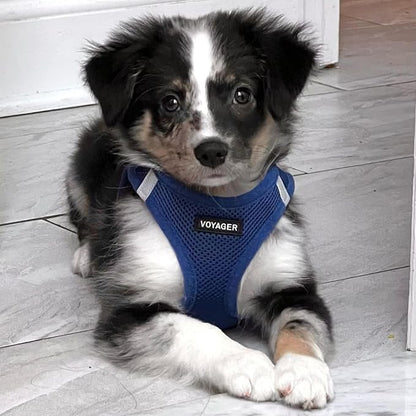 Best Pet Supplies Voyager Step-in Air Harness - Image 7