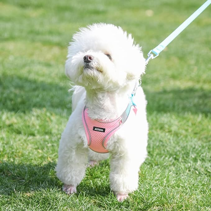 AIITLE Easy Walk Dog Harness and Leash Set - Image 9