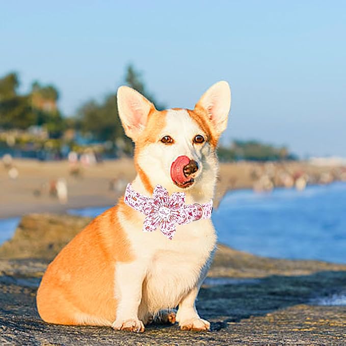 Lionheart Glory Shark Print Pink Collar - Image 4