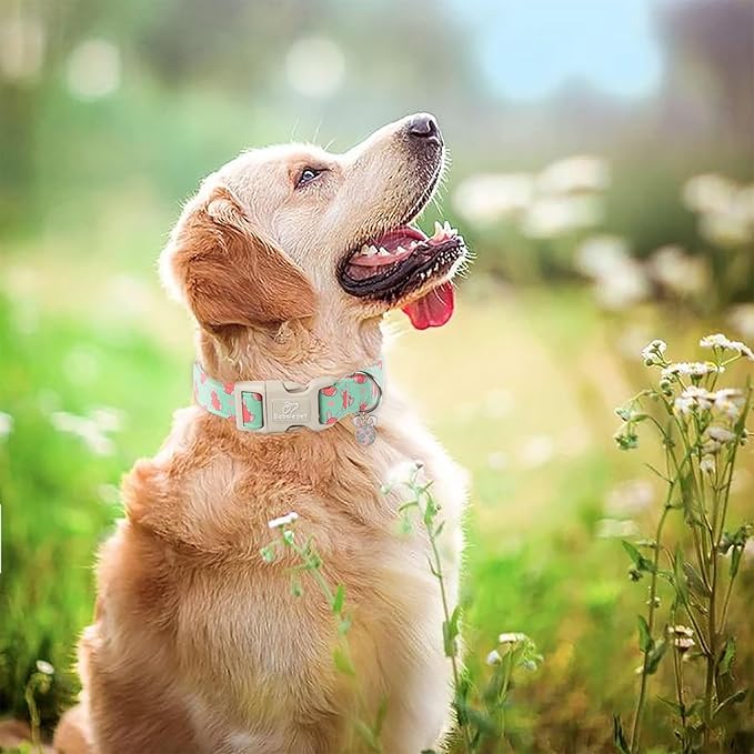 Easter Dog Collar for Large Dogs - Image 2