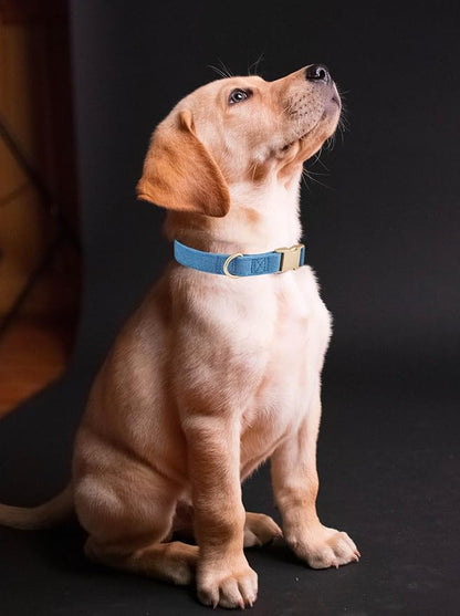 Soft Cotton Dog Collar with Metal Buckle Adjustable Heavy Duty Comfy Corduroy - Image 4