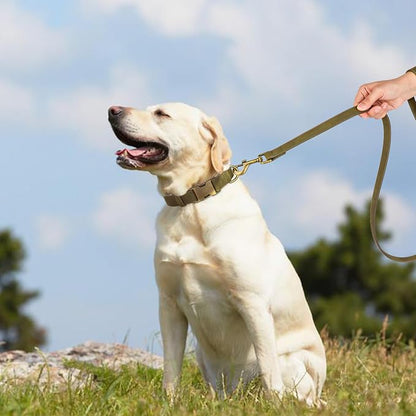 Didog Soft PU Leather Dog Collar, Stylish Quick Released Dog Collars - Image 3