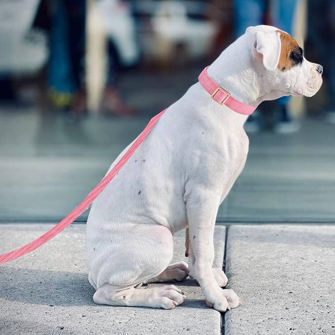 Soft Cotton Dog Collar with Metal Buckle Adjustable Heavy Duty Comfy Corduroy - Image 4