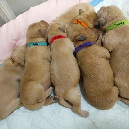 FEBSNOW 20Pcs Puppy Whelping Collars 9 inch Newborn Pet Collars Double-Sided - Image 7