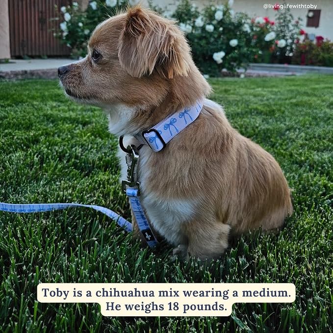 Lucy & Co. Dog Collar - Image 4