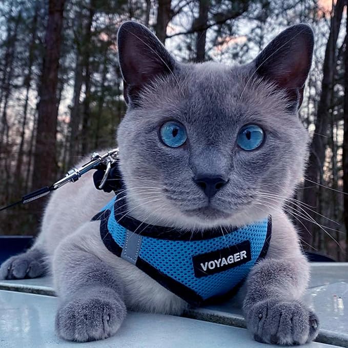 Best Pet Supplies - Image 8