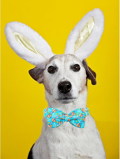 Lionheart Glory Easter Dog Collar - Image 4