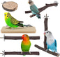 Bird Perches, Hanging Multi-Branch Parrot Perch Platform Swing Toy Cage by DBNESS